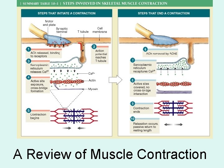 A Review of Muscle Contraction 