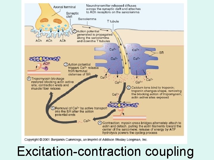 Excitation-contraction coupling 