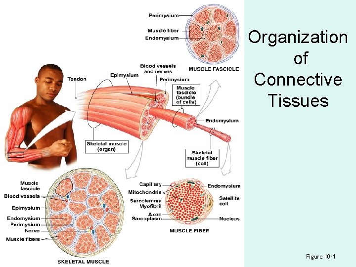 Organization of Connective Tissues Figure 10– 1 