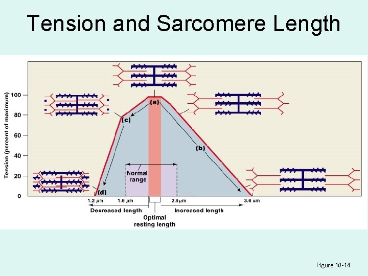 Tension and Sarcomere Length Figure 10– 14 