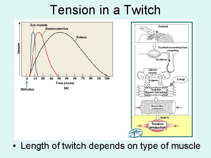 Tension in a Twitch • Length of twitch depends on type of muscle 