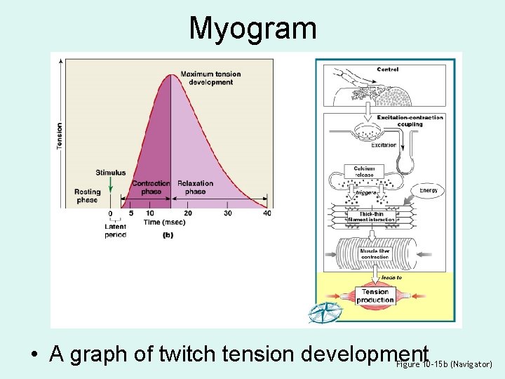 Myogram • A graph of twitch tension development Figure 10– 15 b (Navigator) 