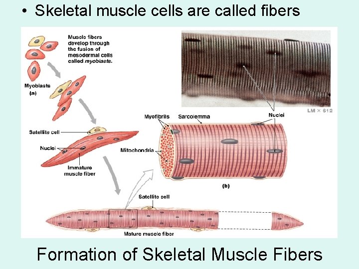  • Skeletal muscle cells are called fibers Formation of Skeletal Muscle Fibers 