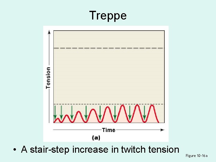 Treppe • A stair-step increase in twitch tension Figure 10– 16 a 