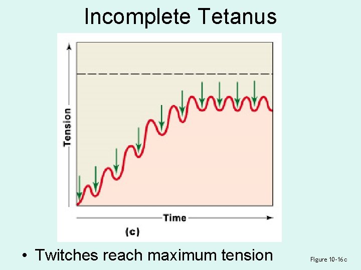 Incomplete Tetanus • Twitches reach maximum tension Figure 10– 16 c 