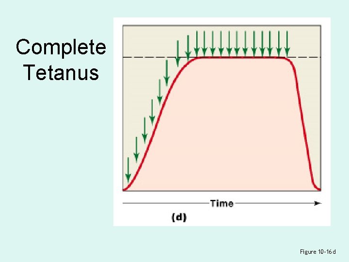 Complete Tetanus Figure 10– 16 d 