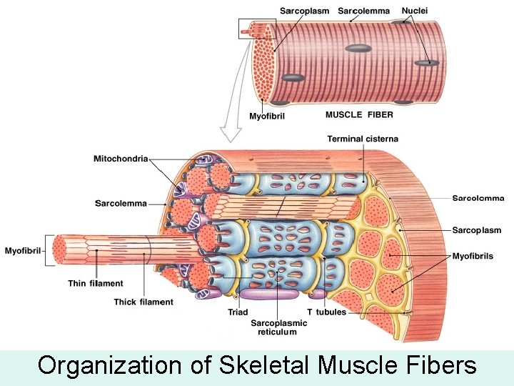 Organization of Skeletal Muscle Fibers 