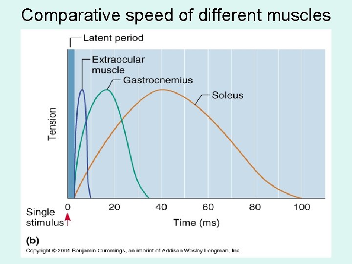 Comparative speed of different muscles 