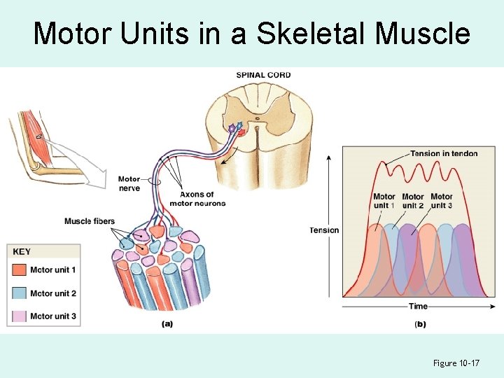 Motor Units in a Skeletal Muscle Figure 10– 17 