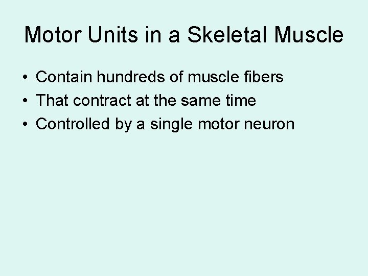 Motor Units in a Skeletal Muscle • Contain hundreds of muscle fibers • That