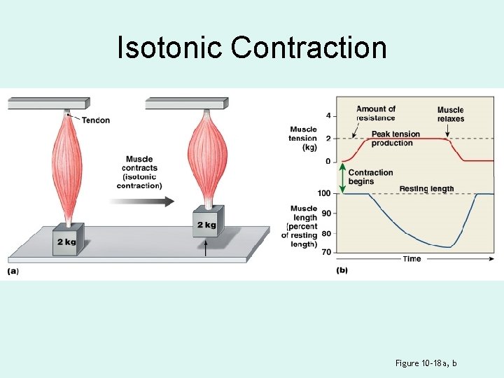 Isotonic Contraction Figure 10– 18 a, b 