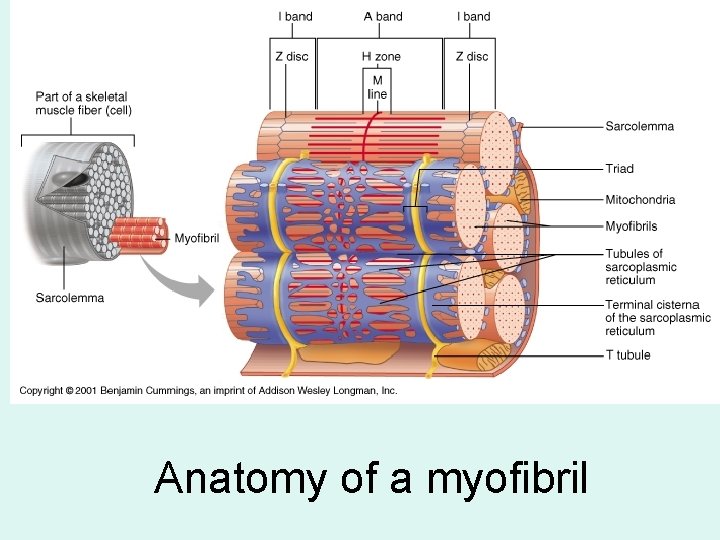 Anatomy of a myofibril 