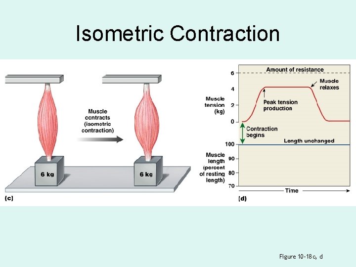Isometric Contraction Figure 10– 18 c, d 