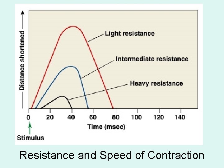 Resistance and Speed of Contraction 