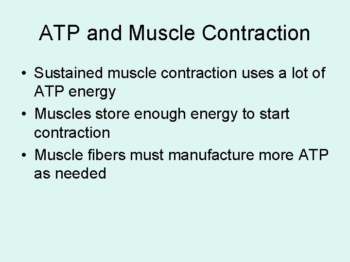 ATP and Muscle Contraction • Sustained muscle contraction uses a lot of ATP energy