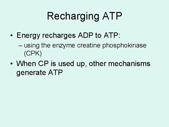 Recharging ATP • Energy recharges ADP to ATP: – using the enzyme creatine phosphokinase