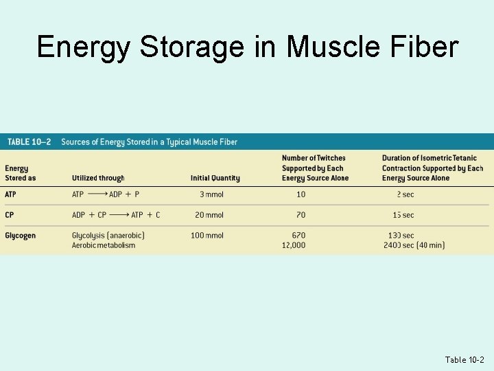 Energy Storage in Muscle Fiber Table 10– 2 