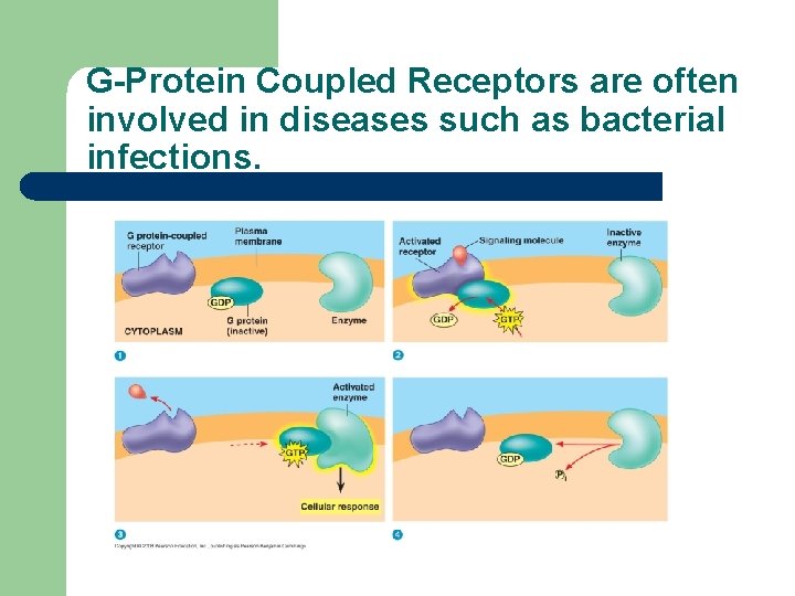 G-Protein Coupled Receptors are often involved in diseases such as bacterial infections. 