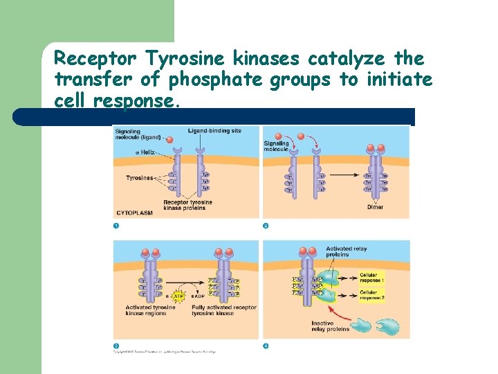 Receptor Tyrosine kinases catalyze the transfer of phosphate groups to initiate cell response. 