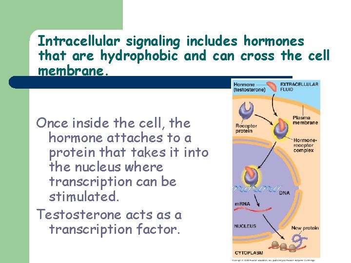 Intracellular signaling includes hormones that are hydrophobic and can cross the cell membrane. Once