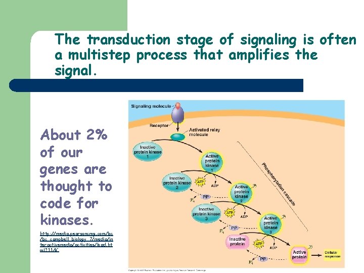 The transduction stage of signaling is often a multistep process that amplifies the signal.