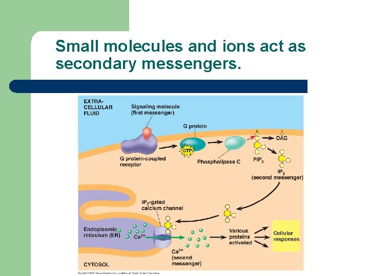 Small molecules and ions act as secondary messengers. 