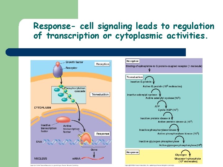 Response- cell signaling leads to regulation of transcription or cytoplasmic activities. 