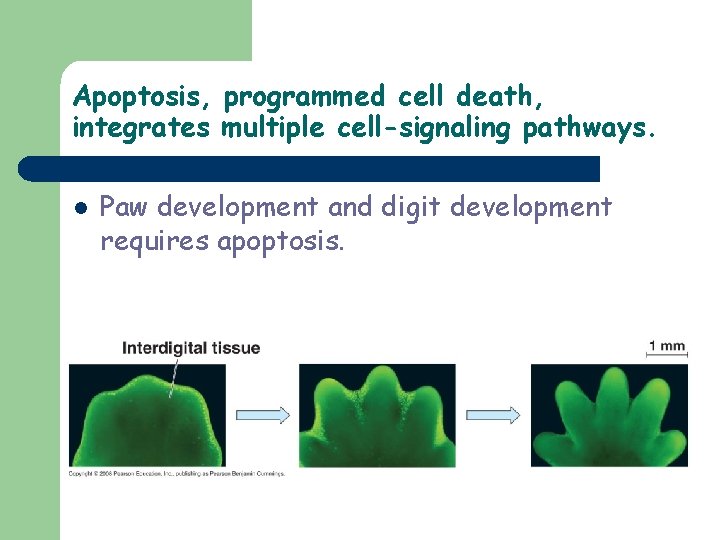 Apoptosis, programmed cell death, integrates multiple cell-signaling pathways. l Paw development and digit development