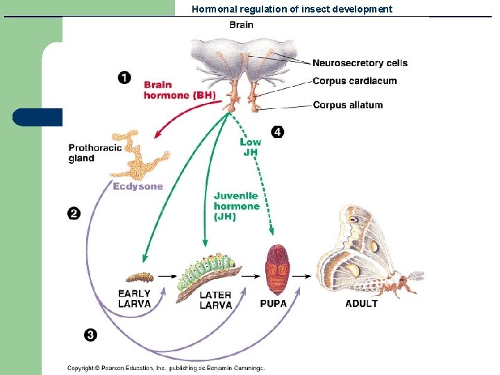 Hormonal regulation of insect development 