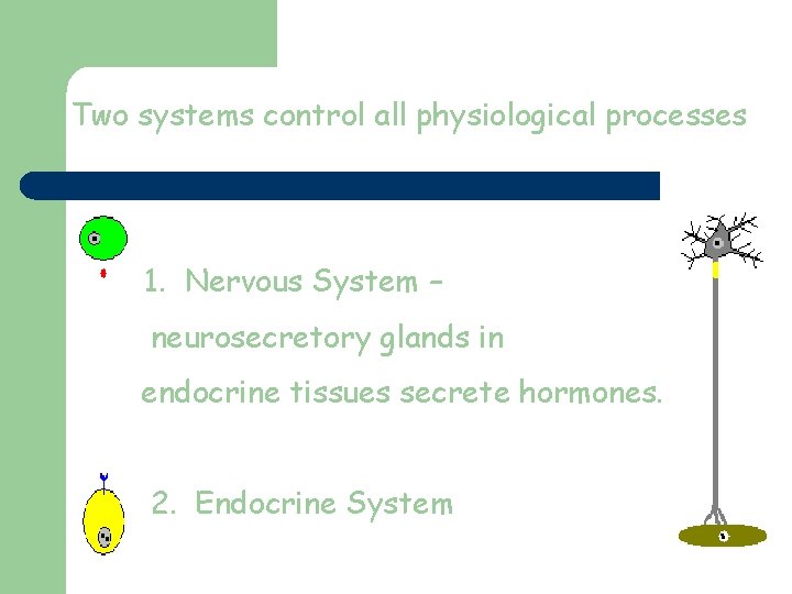 Two systems control all physiological processes 1. Nervous System – neurosecretory glands in endocrine