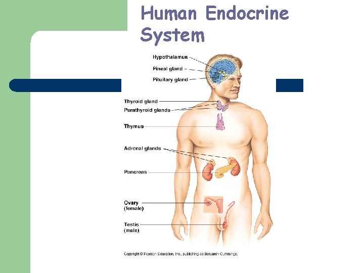 Human Endocrine System 