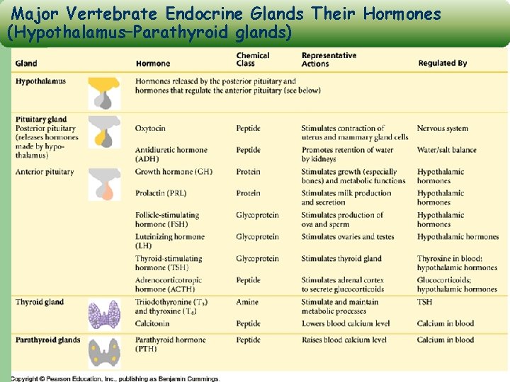 Major Vertebrate Endocrine Glands Their Hormones (Hypothalamus–Parathyroid glands) 