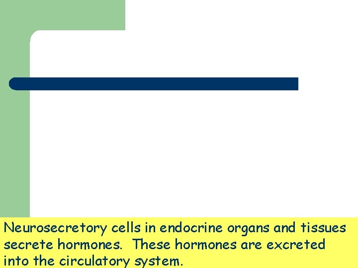 Neurosecretory cells in endocrine organs and tissues secrete hormones. These hormones are excreted into