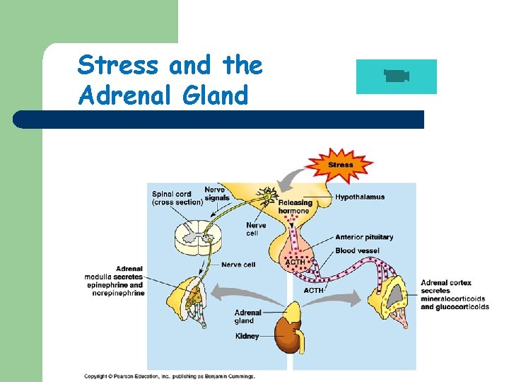 Stress and the Adrenal Gland 