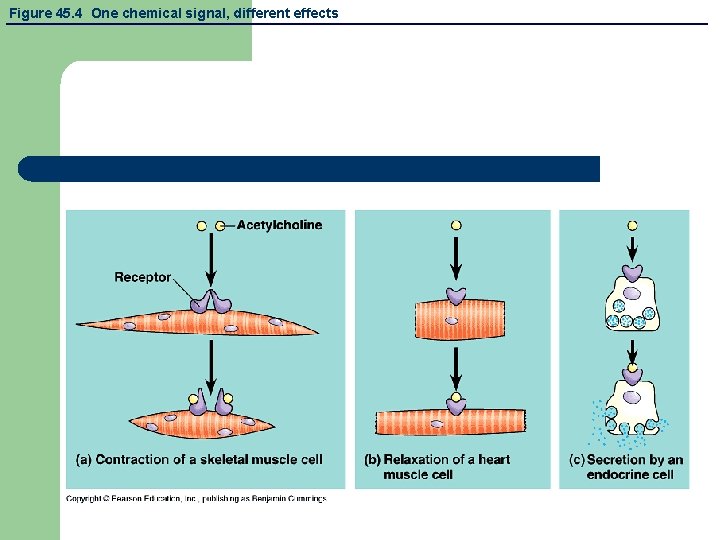 Figure 45. 4 One chemical signal, different effects 