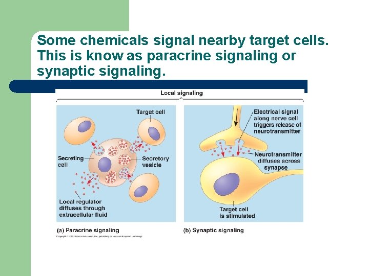 Some chemicals signal nearby target cells. This is know as paracrine signaling or synaptic