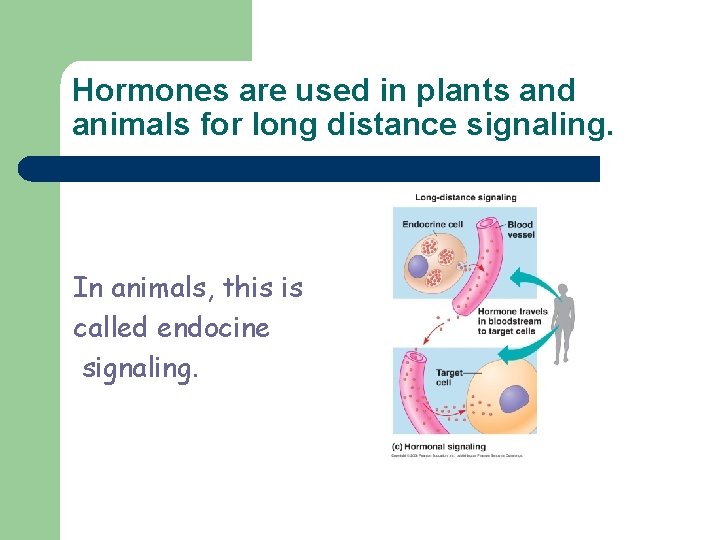 Hormones are used in plants and animals for long distance signaling. In animals, this