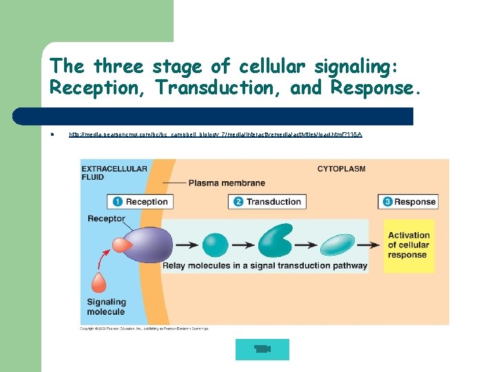 The three stage of cellular signaling: Reception, Transduction, and Response. l http: //media. pearsoncmg.