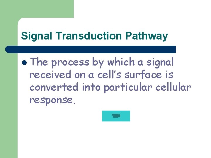 Signal Transduction Pathway l The process by which a signal received on a cell’s