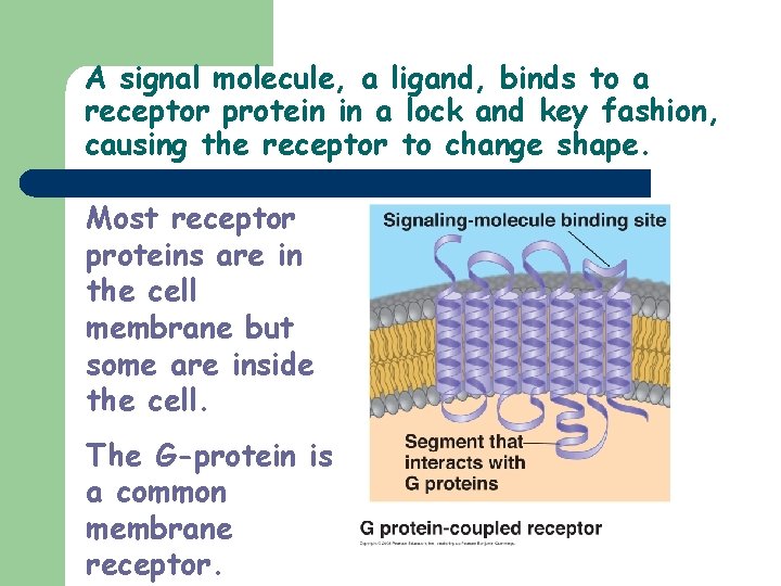 A signal molecule, a ligand, binds to a receptor protein in a lock and
