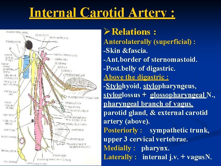 Internal Carotid Artery : ØRelations : Anterolaterally (superficial) : -Skin &fascia. -Ant. border of