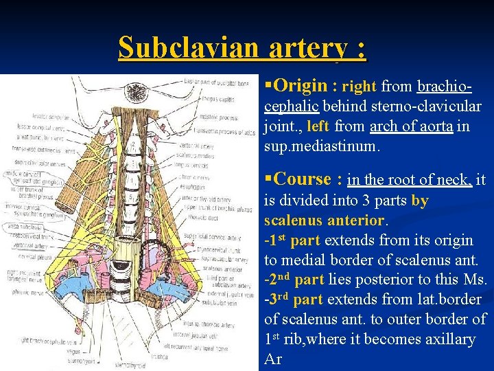 Subclavian artery : §Origin : right from brachiocephalic behind sterno-clavicular joint. , left from