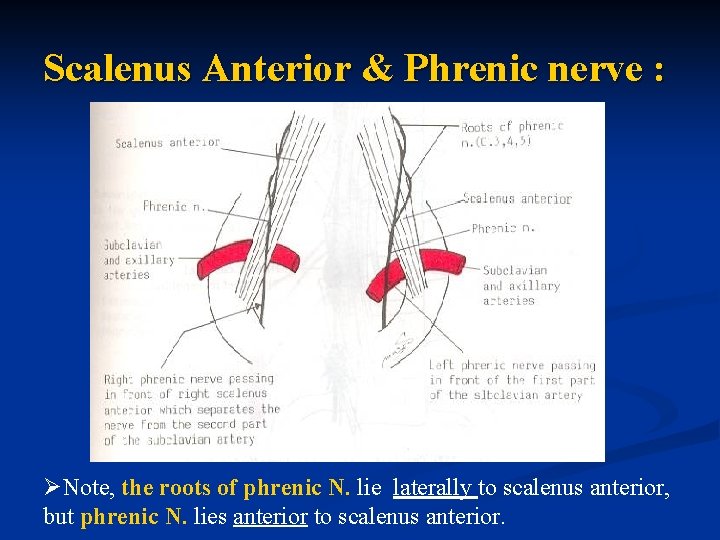 Scalenus Anterior & Phrenic nerve : ØNote, the roots of phrenic N. lie laterally