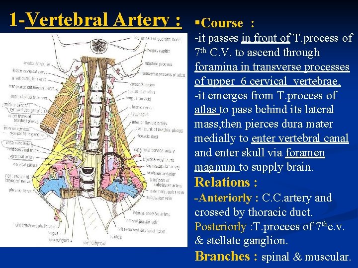 1 -Vertebral Artery : §Course : -it passes in front of T. process of