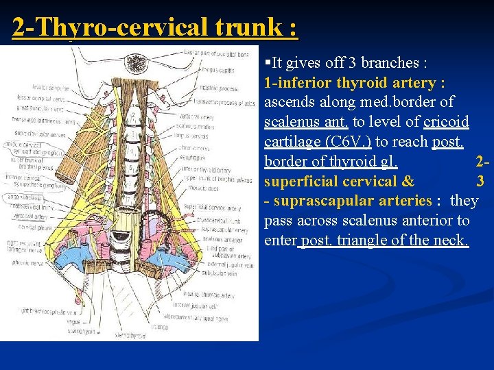 2 -Thyro-cervical trunk : §It gives off 3 branches : 1 -inferior thyroid artery
