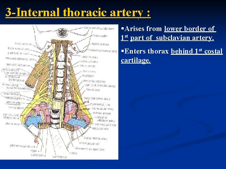 3 -Internal thoracic artery : §Arises from lower border of 1 st part of