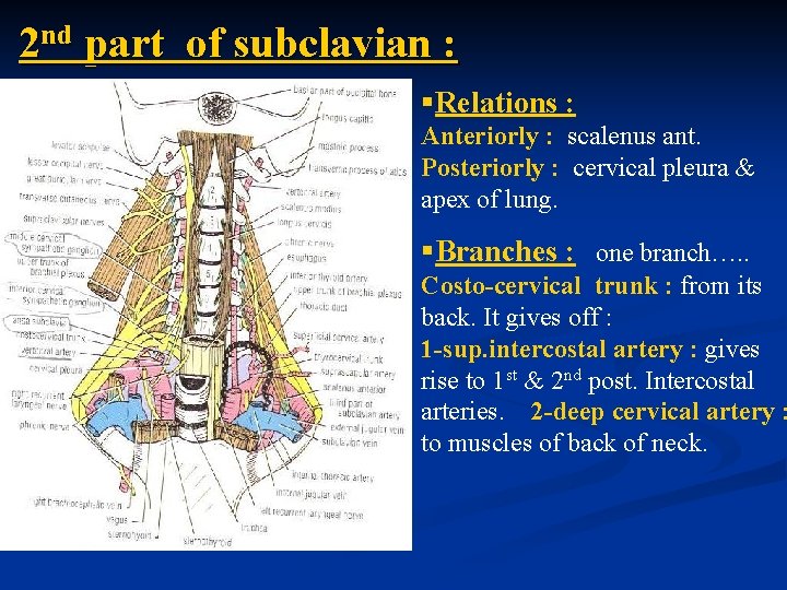 2 nd part of subclavian : §Relations : Anteriorly : scalenus ant. Posteriorly :