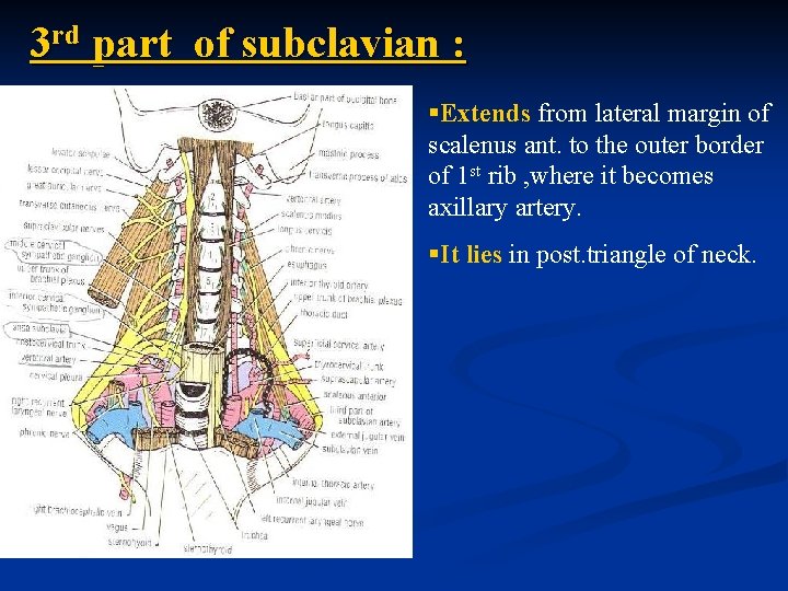 3 rd part of subclavian : §Extends from lateral margin of scalenus ant. to