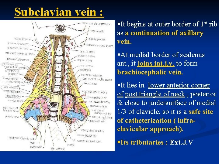 Subclavian vein : §It begins at outer border of 1 st rib as a