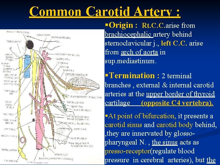 Common Carotid Artery : §Origin : Rt. C. C. arise from brachiocephalic artery behind